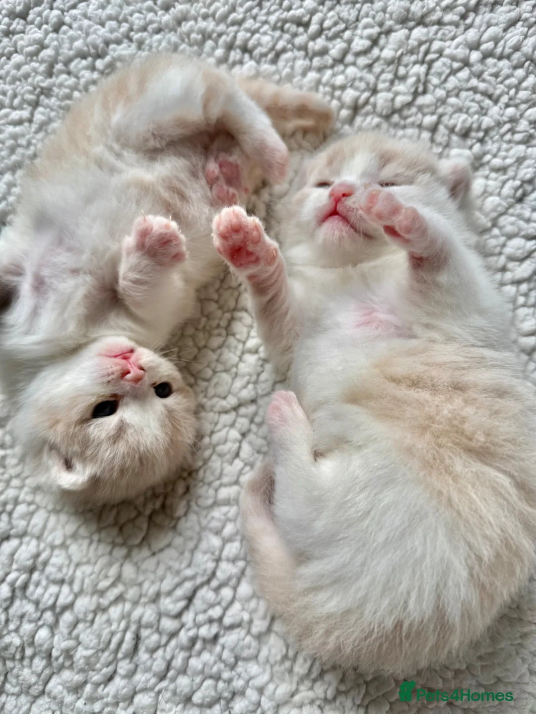 British Shorthair cats for sale: Three Handsome BSH Kittens  - Advert 1