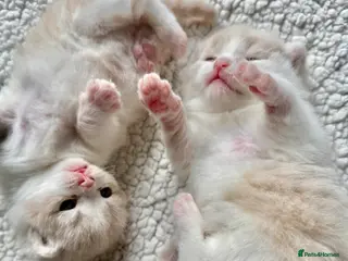 British Shorthair cats Three Handsome BSH Kittens - Advert 3