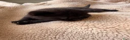 Domestic Shorthair cats for sale: British shorthair crossbreed - Advert 4