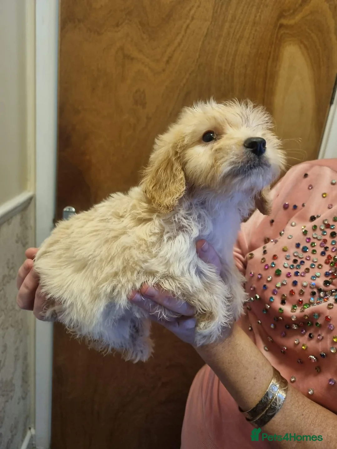 Cockapoo dogs for sale: Beautiful cockapoo  - Advert 16