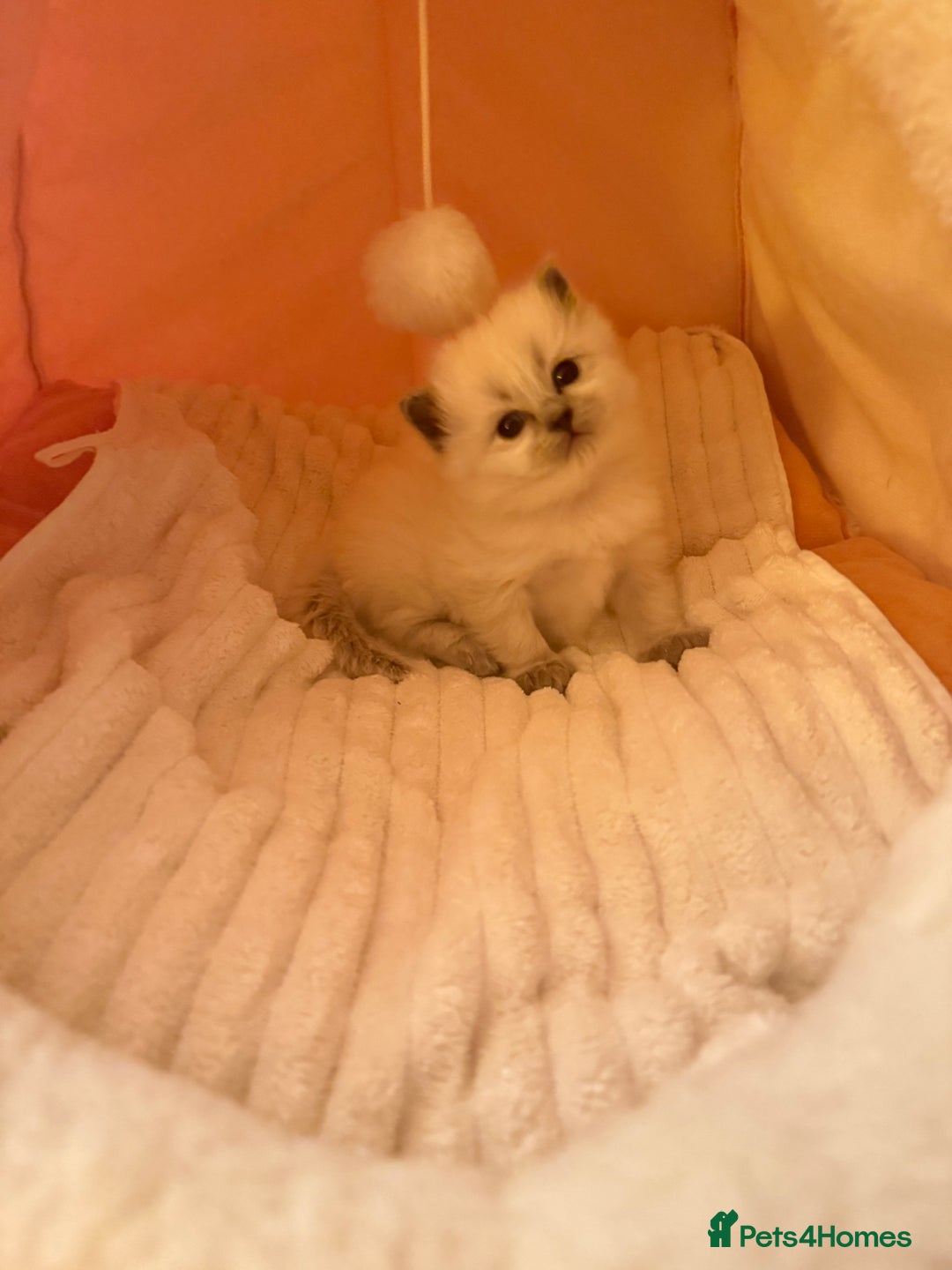 Ragdoll cats for sale: A small fluffy bundle of joy - Advert 3