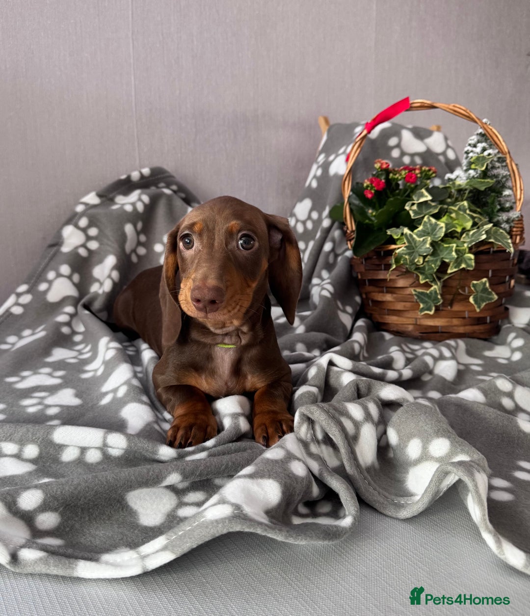 Dachshund dogs for sale:  KC Miniature Dachshund🐾Just 1Boy left 🐾 - Advert 13