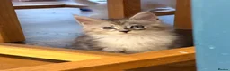 Maine Coon cats for sale: ✨🐾 MEET YOUR FUTURE MAINE COON COMPANION 🐾✨ - Advert 22