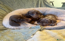Dachshund dogs for sale: Miniature chocolate dachshund  - Image 4