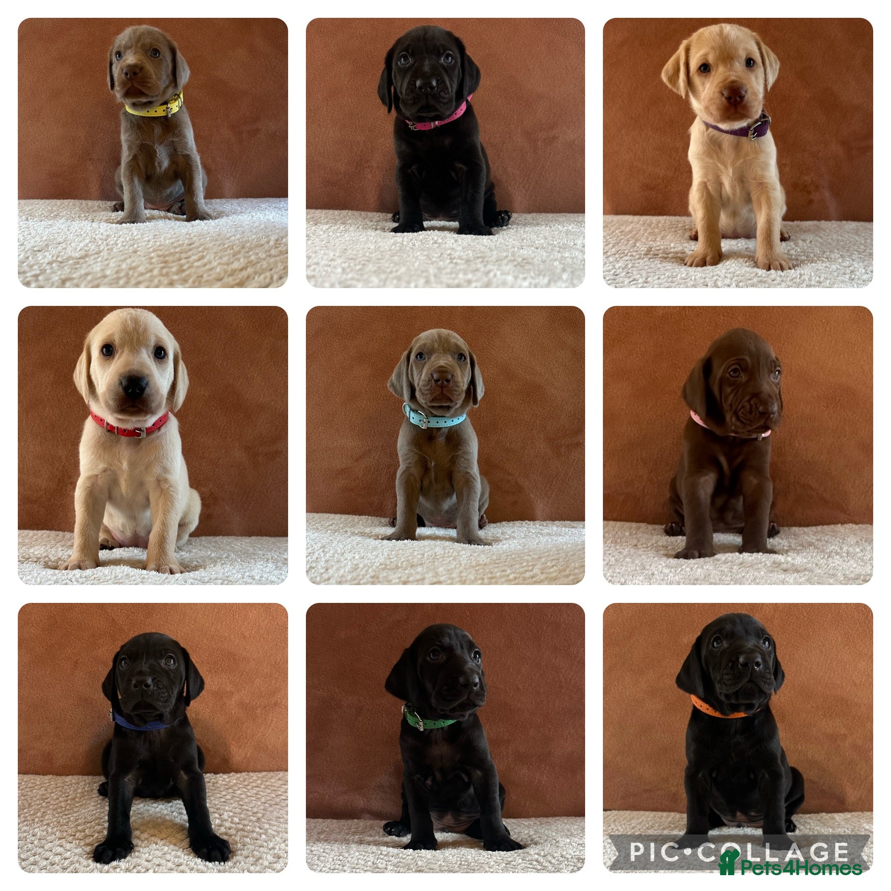 Mixed Breed dogs 3/9 F2 Weimador / Labmaraner  - Advert 1