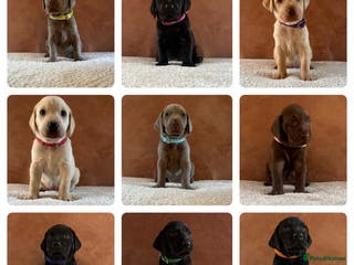 Mixed Breed dogs 3/9 F2 Weimador / Labmaraner - Advert 1