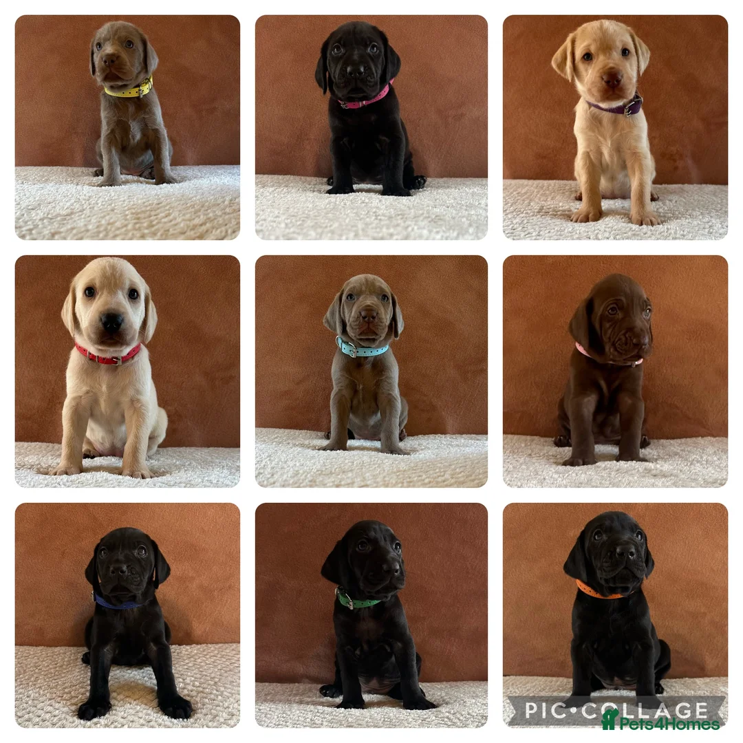 Mixed Breed dogs for sale: 1/9 F2 Weimador / Labmaraner  - Advert 4