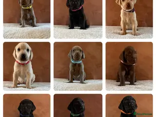 Mixed Breed dogs 3/9 F2 Weimador / Labmaraner - Advert 5