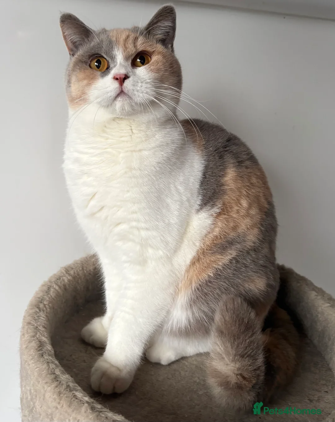 British Shorthair cats for sale: GCCF Registered British Shorthair - Advert 1