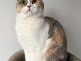 British Shorthair cats GCCF Registered British Shorthair - Advert 3