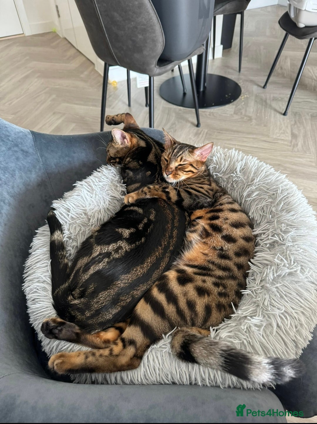 Bengal cats for sale: Bengal Sibling Cats for Rehoming - Advert 1