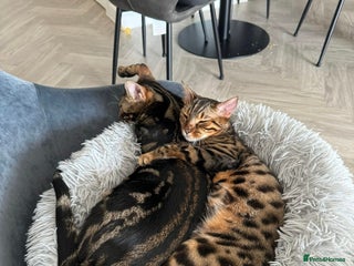 Bengal cats Bengal Sibling Cats for Rehoming - Advert 1