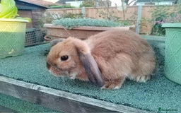 Mini Lop rabbits for sale: Pretty Female & Male Minilop Baby Rabbits - Image 5