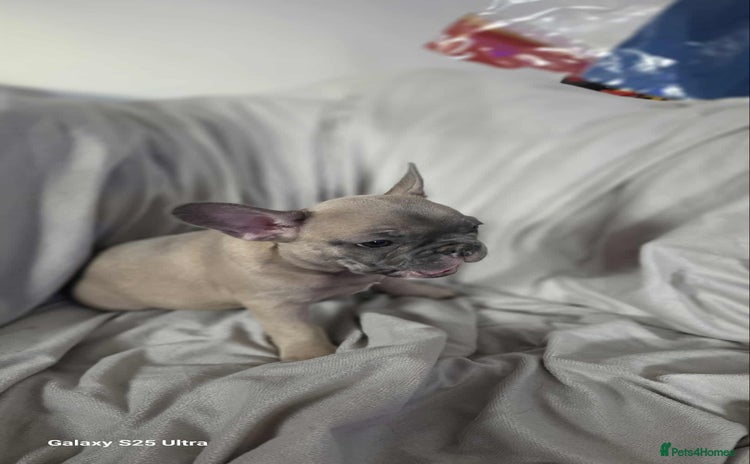 French Bulldog dogs - Advert 10