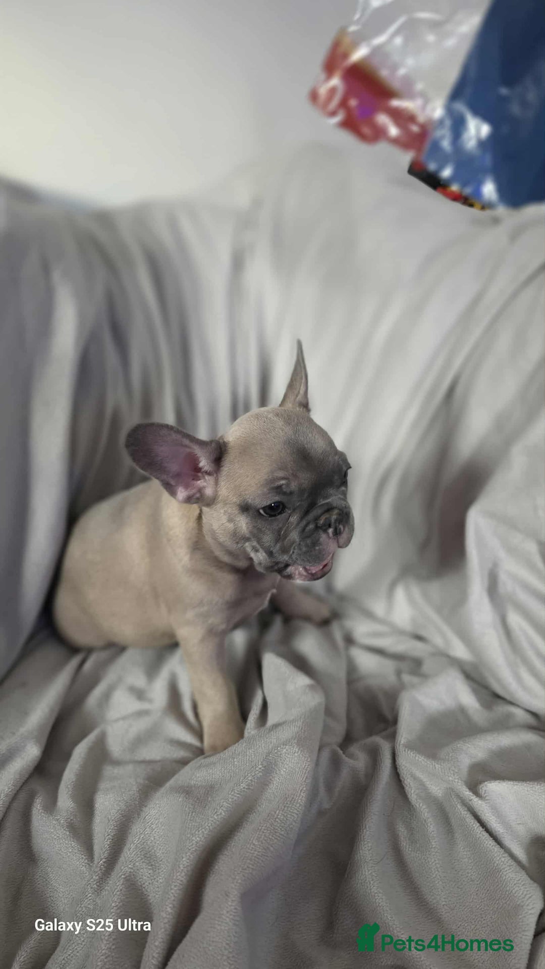 French Bulldog dogs for sale: French bulldog puppies - Image 1