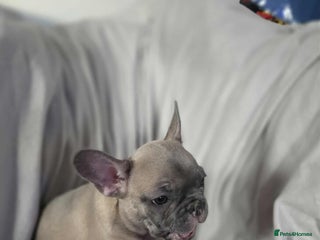 French Bulldog dogs - Advert 27