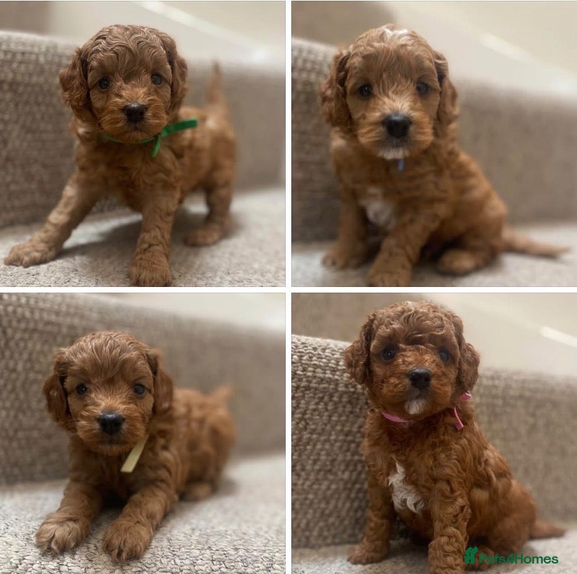 Cockapoo dogs  F1b American Cockapoos * Health Tested Parents * - Advert 1