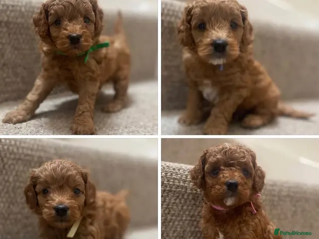 Cockapoo dogs for sale: American Cockapoos * Health Tested Parents * - Advert 1