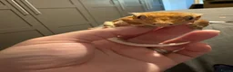 Gecko reptiles for sale: Male Lilly white crested gecko - Advert 4