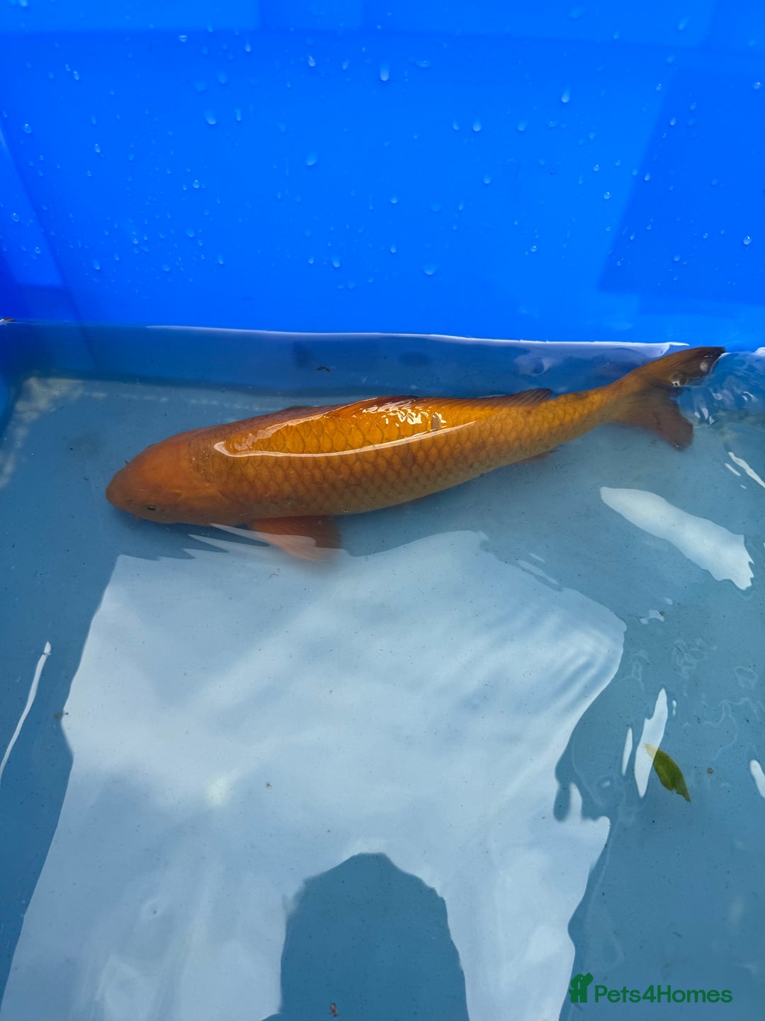 Koi Carp fish for sale: 1 x kujaku koi 1 x chagoi koi - Image 6