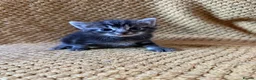 Mixed Breed cats for sale: Kittens - Advert 3
