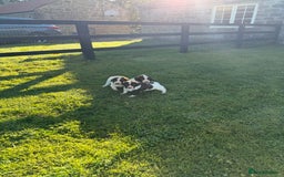 English Springer Spaniel dogs for sale: Springer Spaniel Puppies - 3 Males  - Image 2