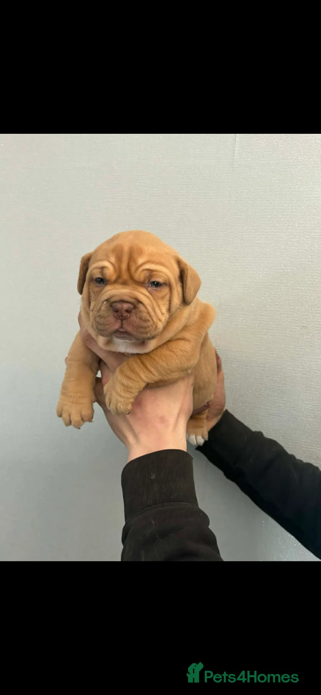 Mixed Breed dogs for sale: 2 beautiful wee puppies  - Advert 2