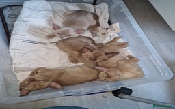 Burmese cats for sale: Burmese Kittens – Two Chocolate  - Image 13