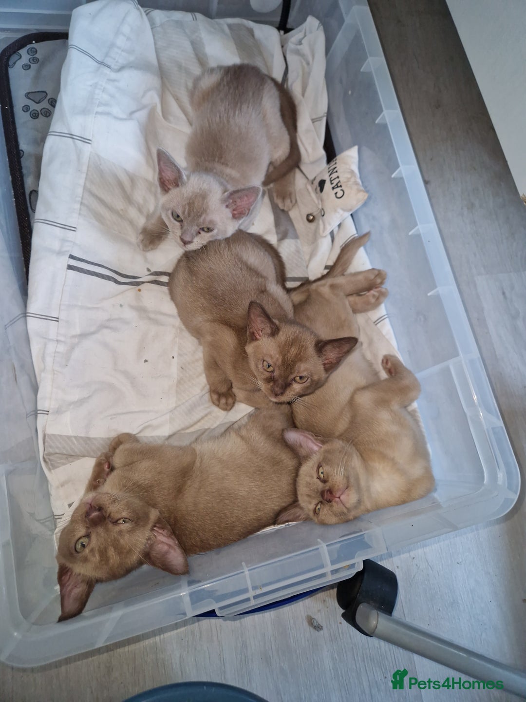 Burmese cats for sale: Burmese Kittens – Two Chocolate  - Image 13