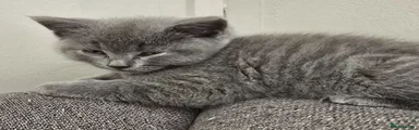Ragdoll Kitten 2