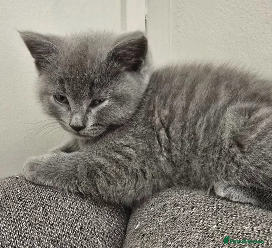 Ragdoll cats for sale: Beautiful ragdoll and British short hair kittens  - Advert 2
