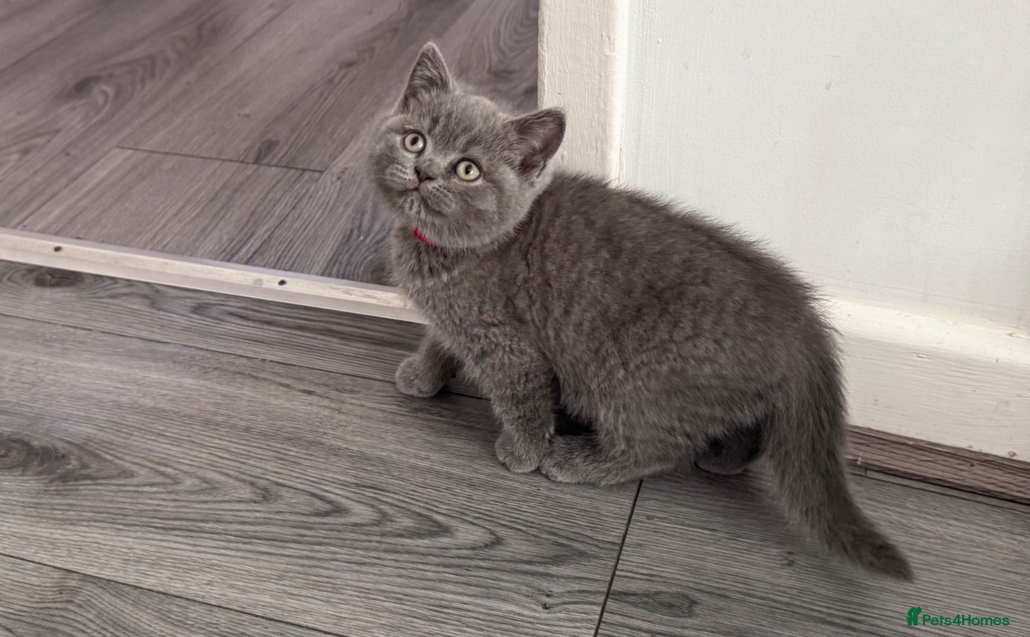 British Shorthair cats Exceptional BSH kittens  - Advert 2