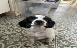 Cocker Spaniel dogs for sale: *Ready Now* Chunky Healthy Working Cocker Spaniels - Image 1