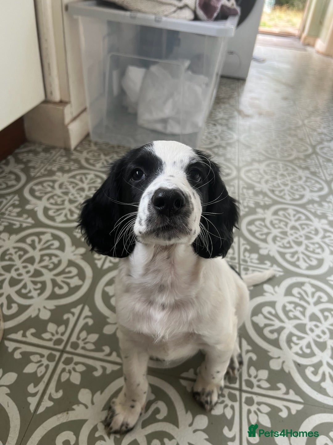 Cocker Spaniel dogs for sale: *Ready Now* Chunky Healthy Working Cocker Spaniels - Image 1