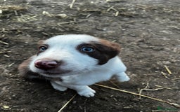 Border Collie dogs for sale: 2 beautiful border collie bitches  - Image 3