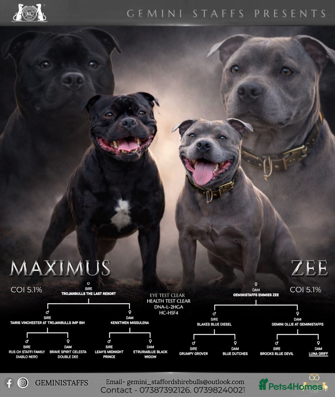 Staffordshire Bull Terrier dogs Geministaffs zee & maximus (4⭐️licensed breeders) - Advert 2