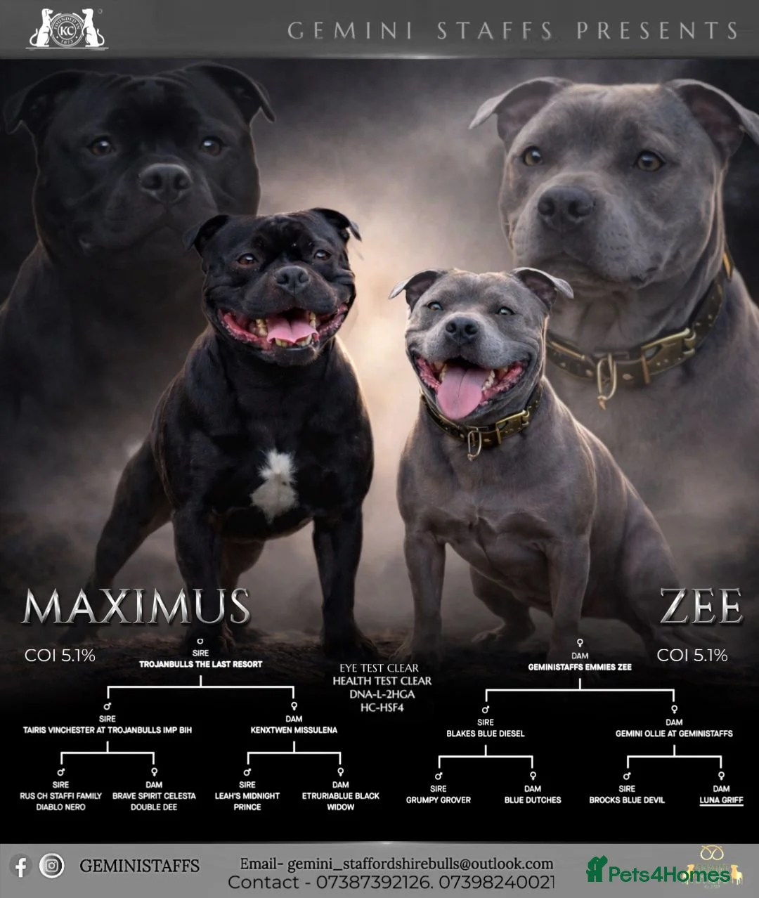 Staffordshire Bull Terrier dogs for sale: Geministaffs zee & maximus (4⭐️licensed breeders) - Advert 1