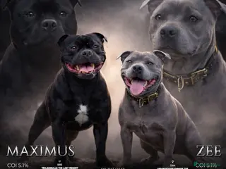 Staffordshire Bull Terrier dogs Geministaffs zee & maximus (4⭐️licensed breeders) - Advert 1