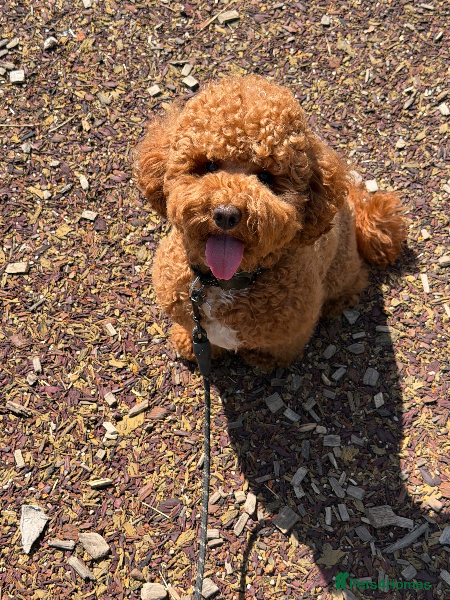 Cavapoo dogs Cavapoo for stud  - Advert 1