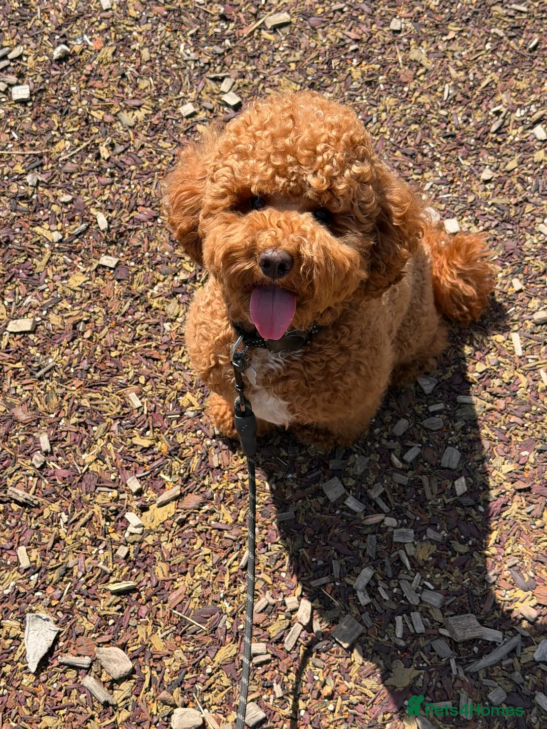 Cavapoo dogs for stud: Cavapoo for stud  in Bromley - Advert 1