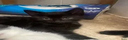 Mixed Breed cats for sale: Fluffy kittens - Advert 6