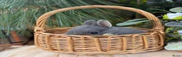 Netherland Dwarf rabbits for sale: Pure bred vaccinated* Netherland Dwarfs  - Advert 5