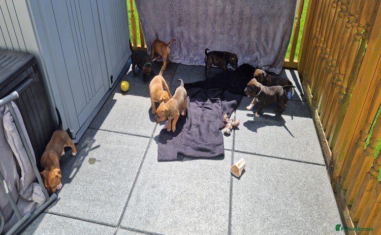Staffordshire Bull Terrier dogs - Advert 12
