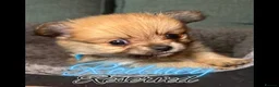 Pomeranian dogs for sale: 6 Gorgeous Pomeranian Puppies Available - 4 left - Advert 3