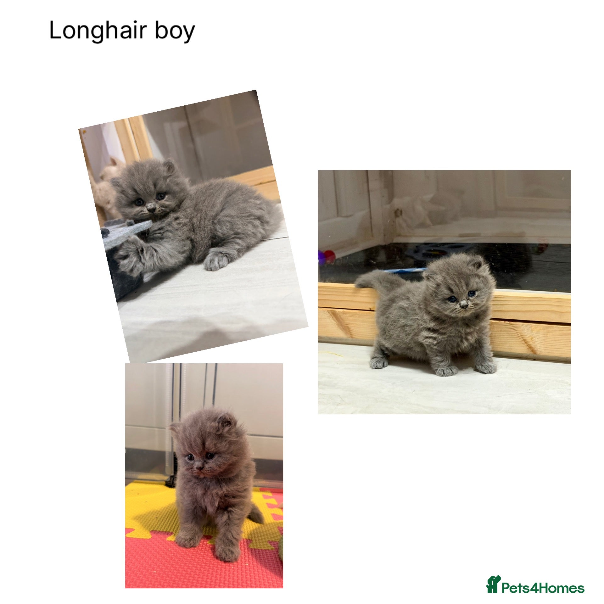 British Shorthair cats Gccf registered British shorthair kittens - Advert 2