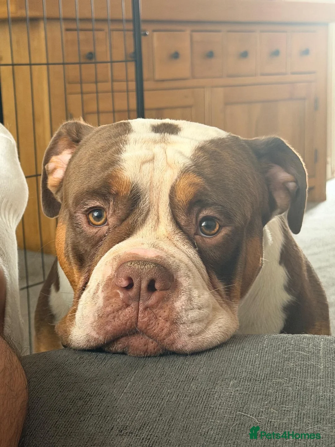 Olde English Bulldogge dogs for stud: Chocolate tri available for stud-NEBBR registered - Advert 4