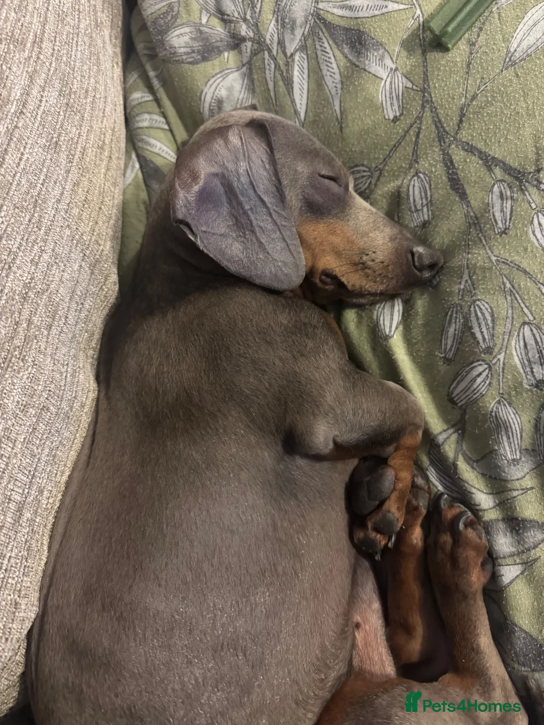 Dachshund dogs for sale: Pablo  in Nuneaton - Advert 2