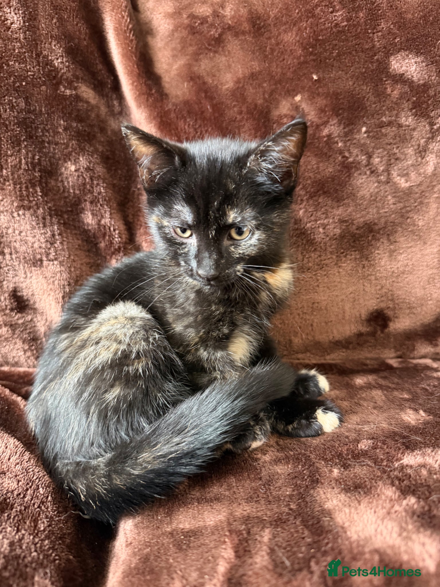 Mixed Breed cats for sale: Tortie Female Kittens - Advert 15