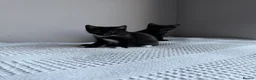 Domestic Shorthair cats for sale: Three kittens for sale  - Advert 18
