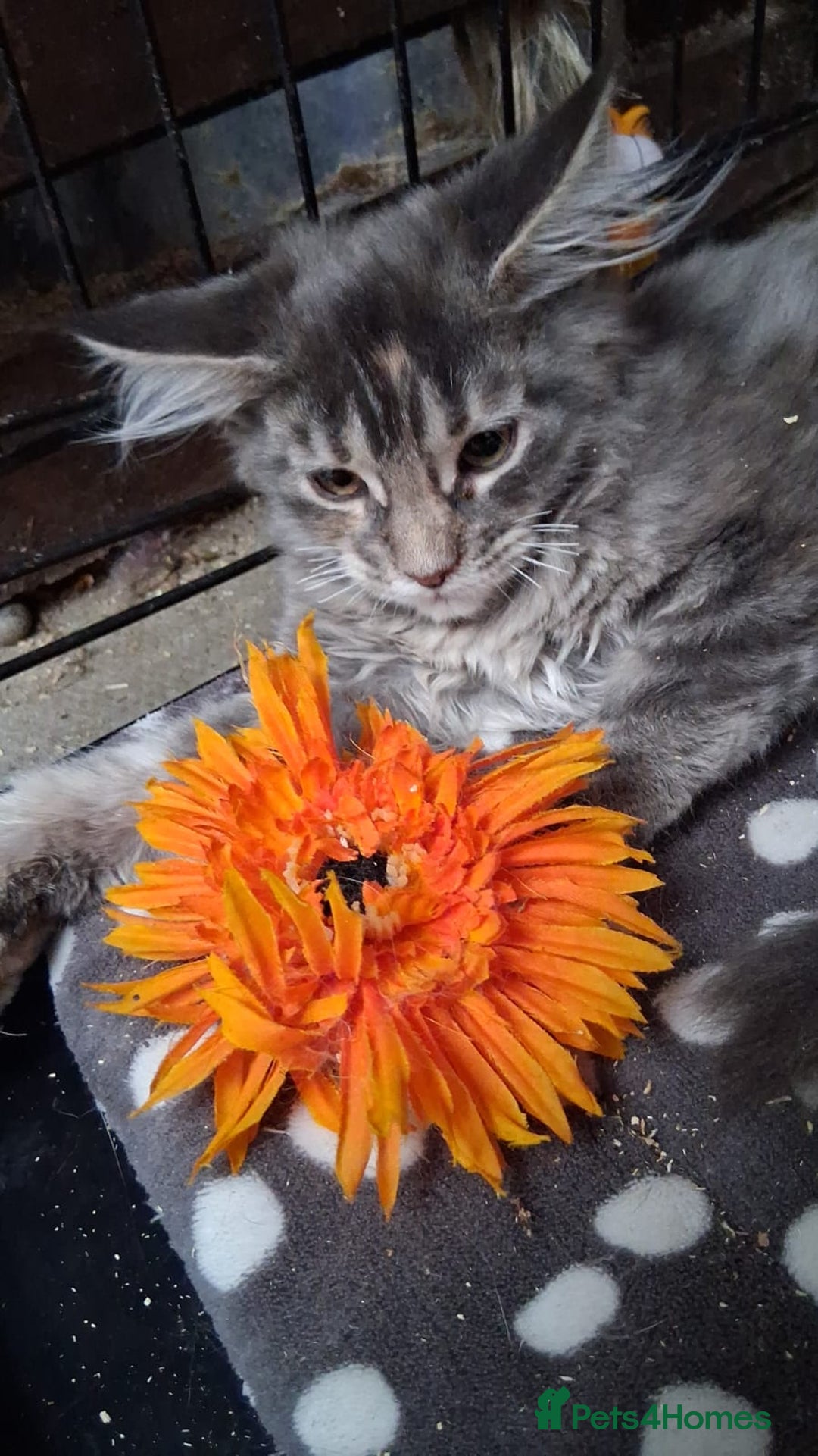 Maine Coon cats for sale: MAINE COON XL purebred registered active - Image 6
